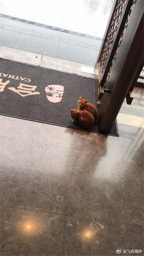 全中国最便宜最顶级豪宅之一泰禾.文一合肥院子均价1.4万不到