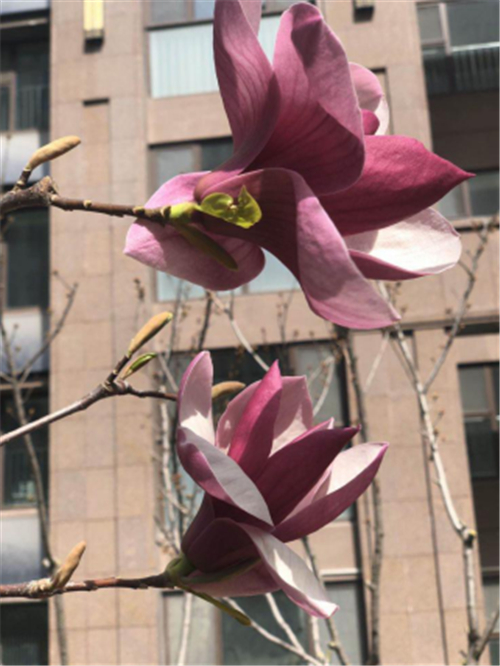 春天里15