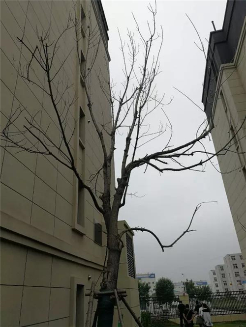 新城09