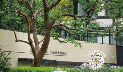一棵树价值20万，中央别墅区“壕气”准现墅，实景呈现！